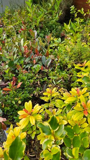 Fuchsia Plants 2euros