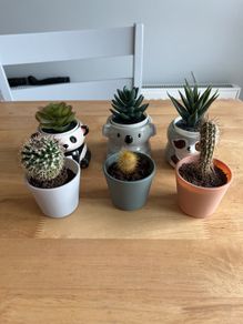 Set of cactus