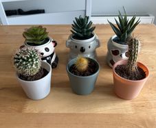Set of cactus