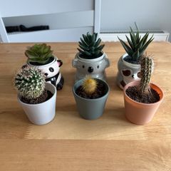 Set of cactus