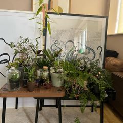 Instant Indoor Garden  19 Piece Plant Collection (Includes Terrariums & Succulent in Bonsai Pot)