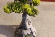 Bonsai Tree - Medium C Aquarium decoration