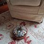 Antique Victorian Walnut Footstool Image 4