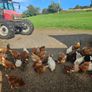 poultry chickens Image 3