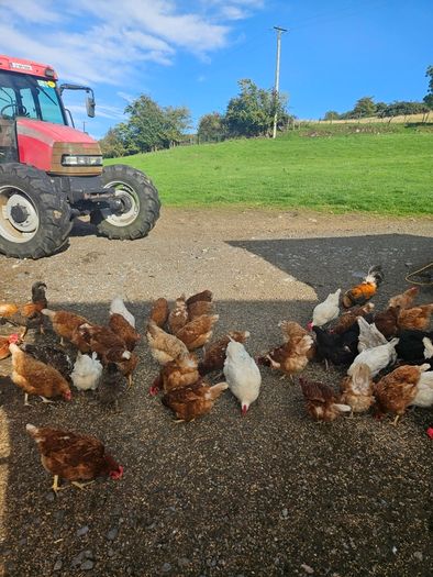 poultry chickens