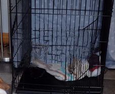 Dog cage with cover