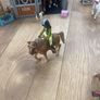 Schleich stable, horses and vet set Image 6