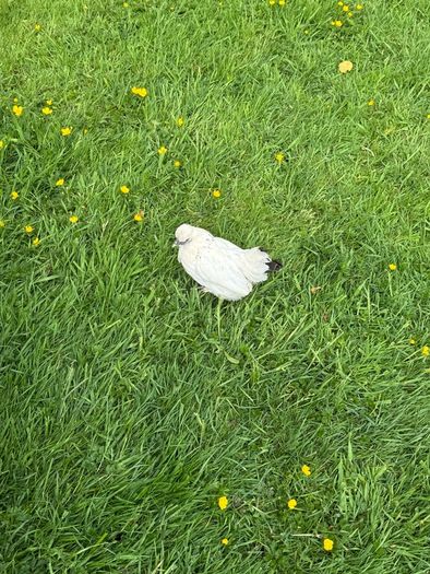 Silkie x Japanese hen