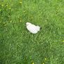 Japanese x silkie bantam Image 2