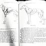 1962. The Greyhound Trainer   . H. Montagu - Harrison . Image 3