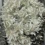 Silver & White Tinsel Garland Image 2