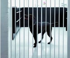 Extendable dog/baby gate