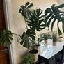 monstera plant Image 2