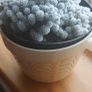 Mammillaria gracilis fragilis, Thimble cactus in ceramic pot. Image 2