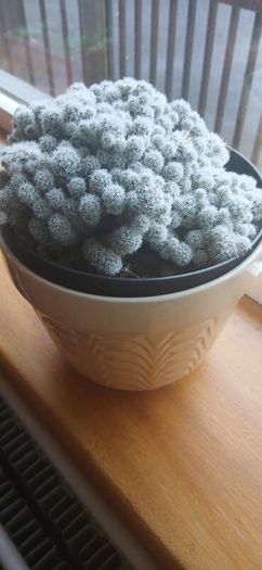 Mammillaria gracilis fragilis, Thimble cactus in ceramic pot.