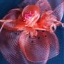Fascinator Image 3