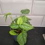 Plant Image 2
