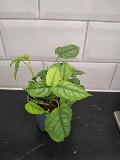 Plant