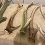deer antlers Image 3