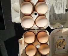 Hatching Eggs - Proven Fertility