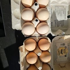Hatching Eggs - Proven Fertility