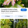 ACER Campestre Mature Tree Image 3