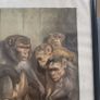 Old late 19th century print. A Darwinian Question Image 8