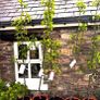 Premium Fruit Trees (Pear, Plum & Cherry)  Instan Image 2