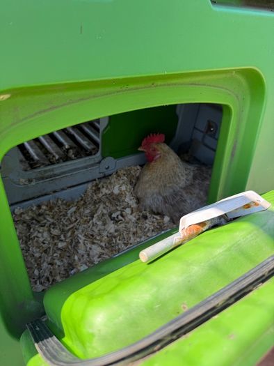 Chicken coop Omlet Eglu Cube Chicken Coop