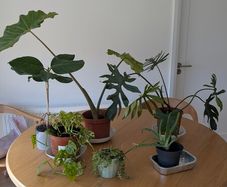 House plants