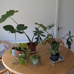 House plants