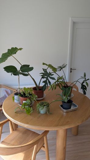 House plants
