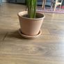 plant house plant terracotta pot with bottom plate Image 2