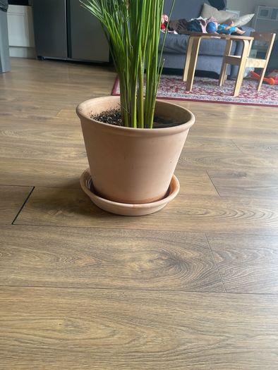 plant house plant terracotta pot with bottom plate