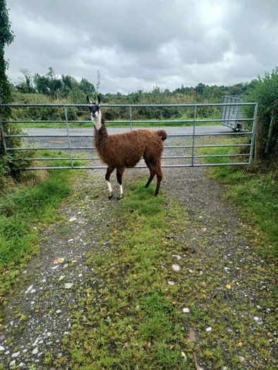 Llama