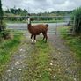 Llama Image 2