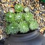 otdoor plant Image 3