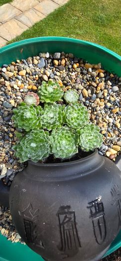 otdoor plant