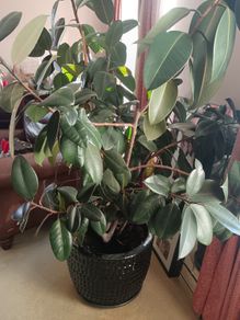 Rubber Plant