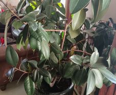Rubber Plant