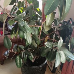 Rubber Plant