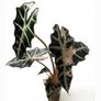 Alocasia Polly Pink Corm Image 2