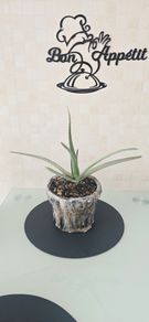 aloe vera in pot