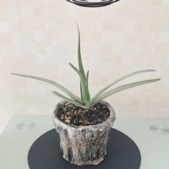 aloe vera in pot