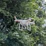 Dji Phantom 3 Professional Image 2