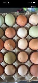 hatching eggs