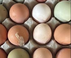 hatching eggs