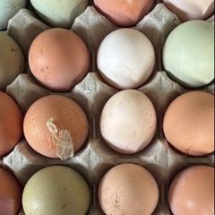 hatching eggs