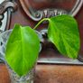 No.6 Monstera Green on Green Image 6