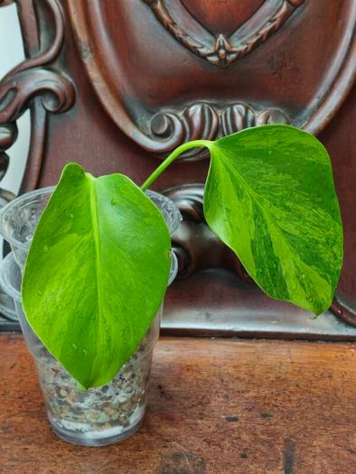 No.6 Monstera Green on Green